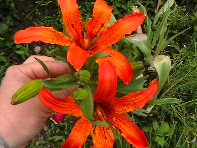 Picture 037 - gradina mea cu flori
