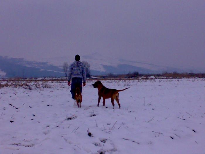 Tessa Ionut Pinchi - e Tosa Inu vs Greyhound
