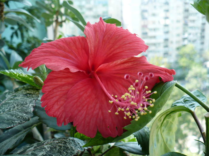 P1140921