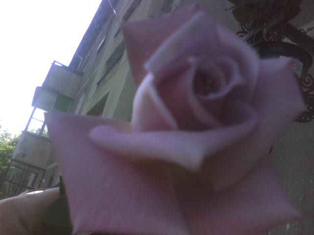 IMG_0501; Sterling theahibrid
