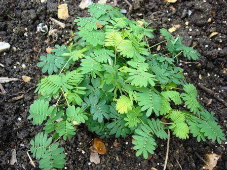 mimosa pudica; de unde pot lua si eu o planta ca asta?
