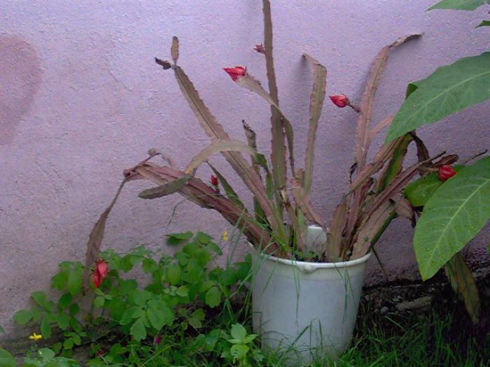 IM000258 - 1 poze vechi cu Flori si Cactusi