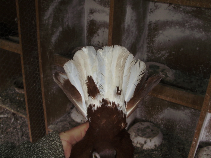 P9061394 - 1709 Marian Anghel