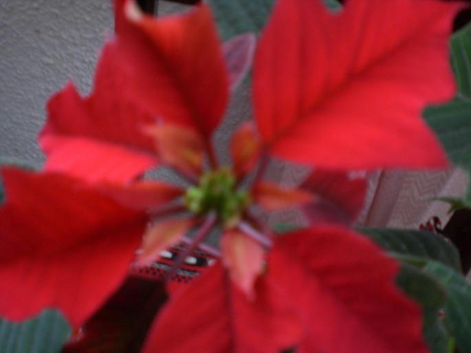 Picture 034; steaua craciunului
