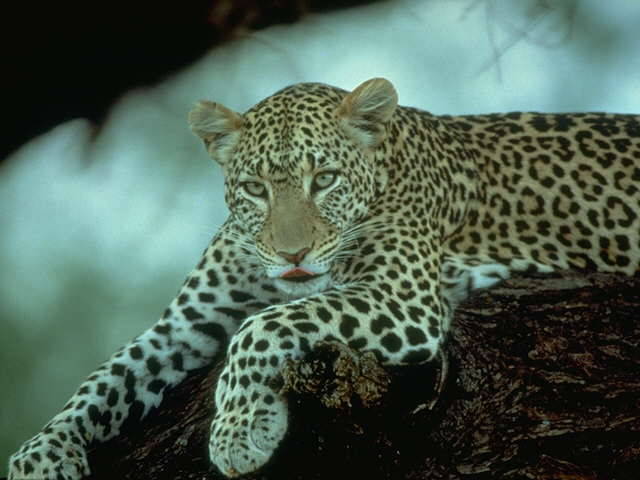 LEOPARD