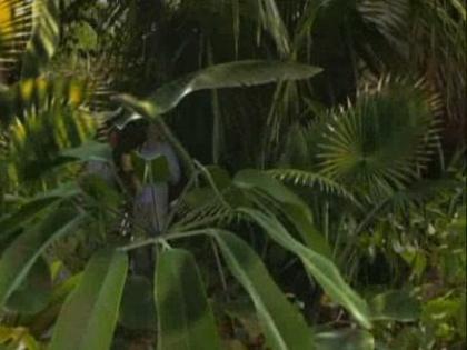 Wizards_of_Waverly_Place_The_Movie_1252727119_3_2009