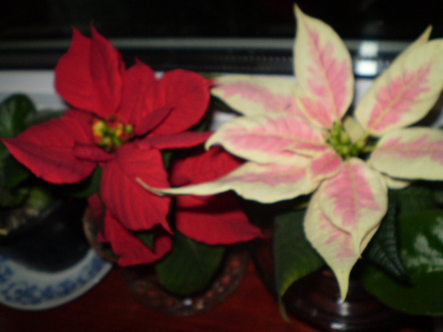 PC112918 - flori de camera 2009-2010