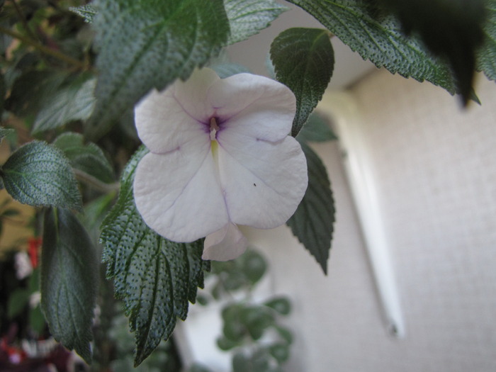 Achimenes (gh.Mexicana) 18 aug 2009 - achimenes