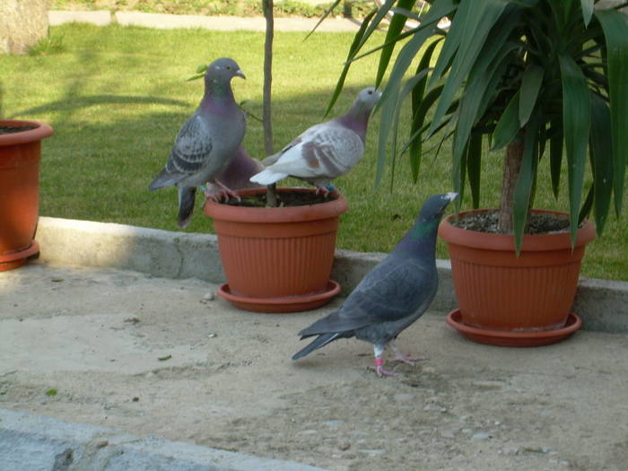 15.03.2009 009; porumbei 2008
