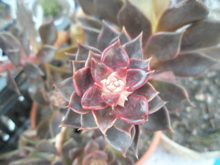 Echeveria atropurpurea cv. 'Black Prince'