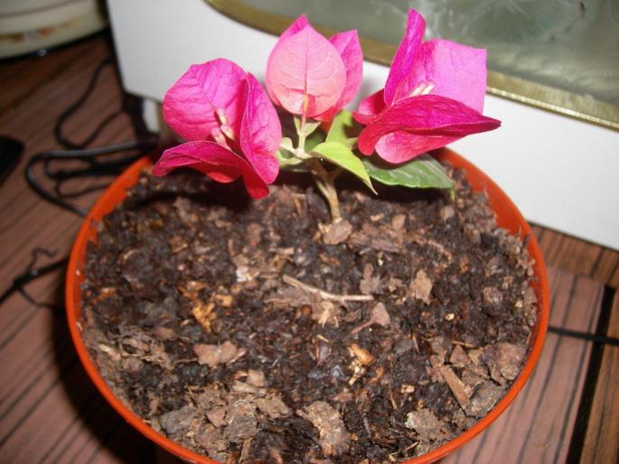 Grecoaica - Flori 2008