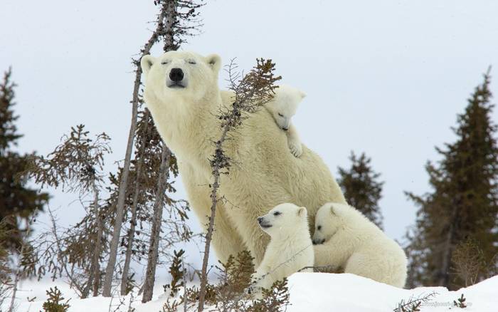 BEARS  BABY POLAR 1 - Concurs Bears baby polar 1
