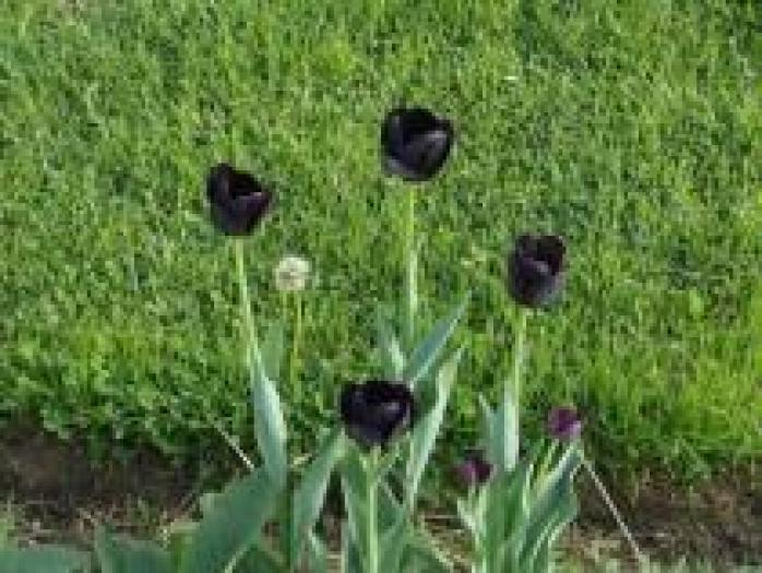 lalea negra - Flori si peisaje