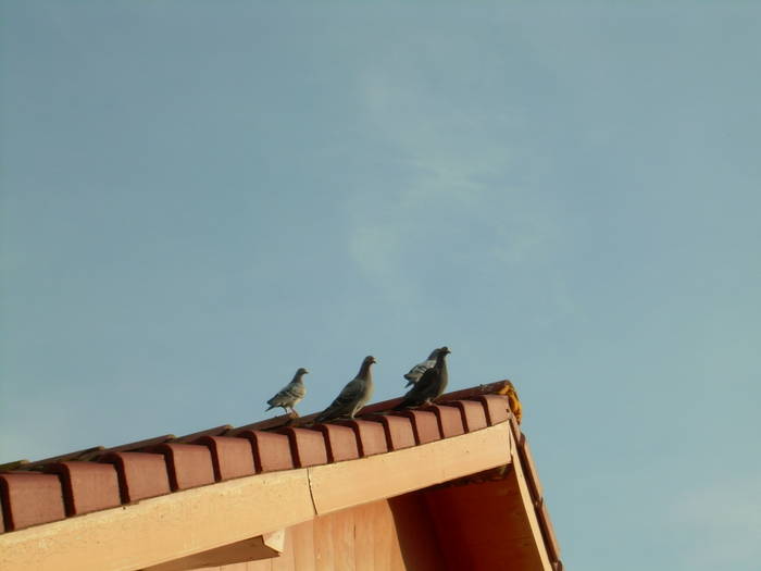 15.03.2009 024; la soare
