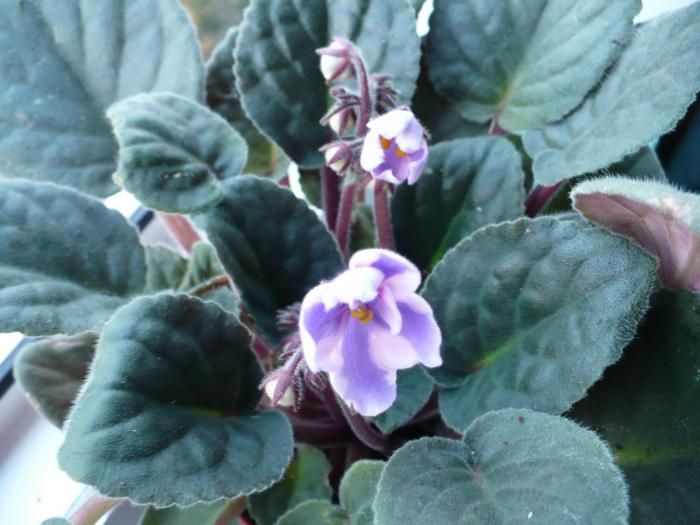 P1050706 - Violete africane