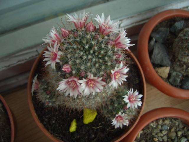 Mam.Bocasana Roz; Mammillaria
