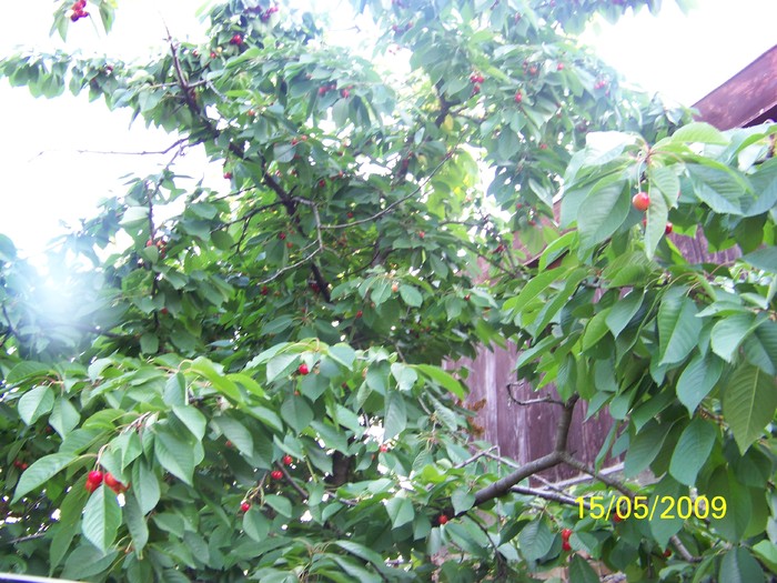 100_1824 - Primavara in curte  Timisoara