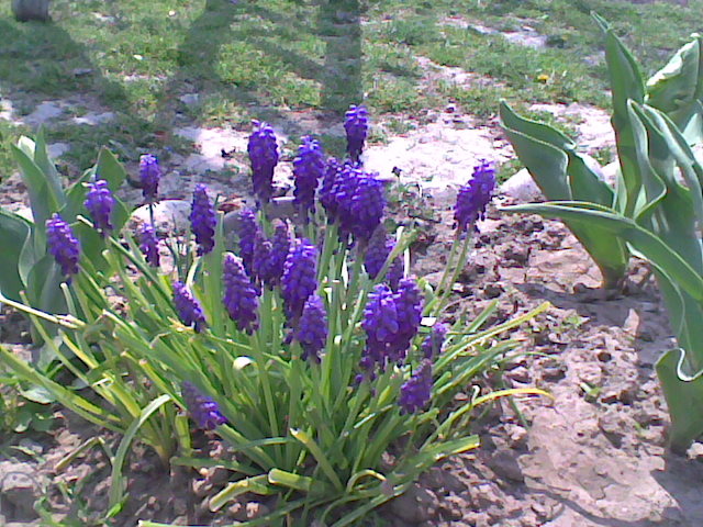 Imag066