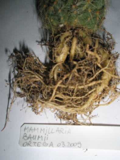 Mammillaria baumii - RADACINI de cactus