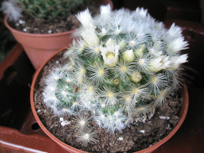 Mammillaria carmenae - 10 lei - Pitesti - 11 aprilie 2009