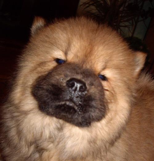 Chow-Chow