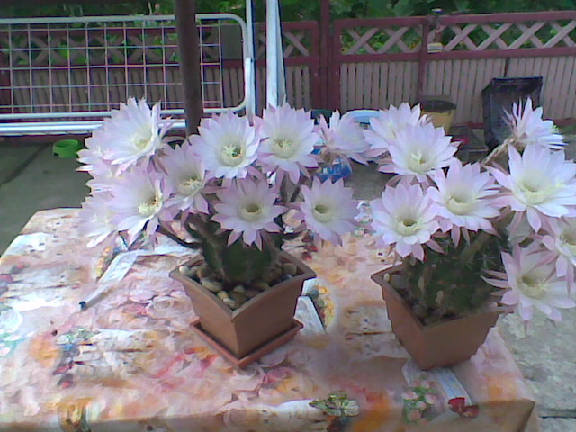 Imag043