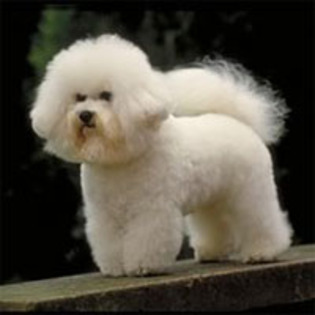 bichon_frise - poze cu caini si pisici