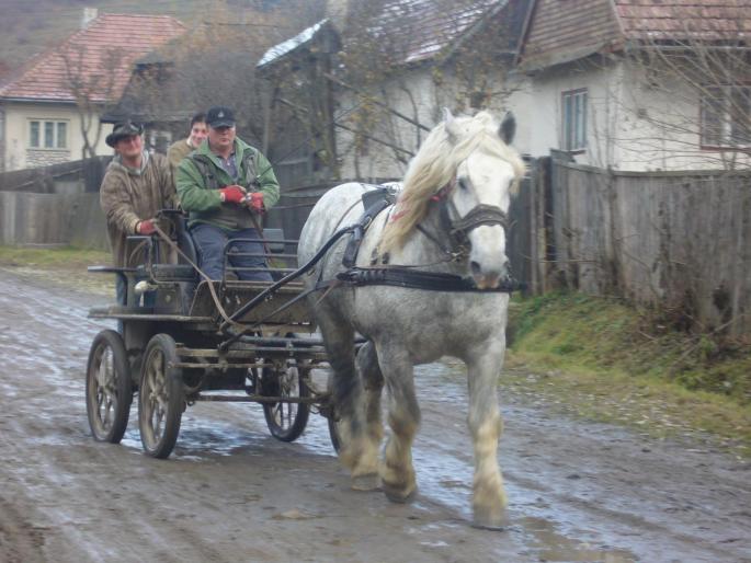 Ursu - CAI RASA PERCHERON