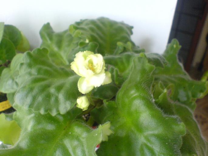 irish laughter.. - violete 2009