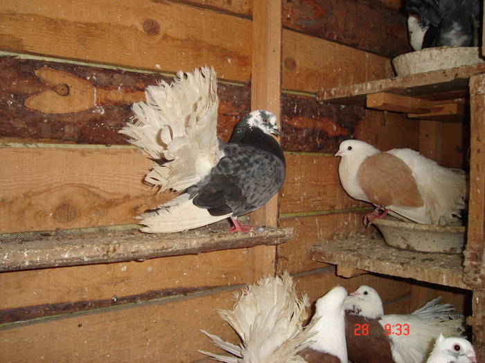 170 - D Porumbei Voltati Vechi