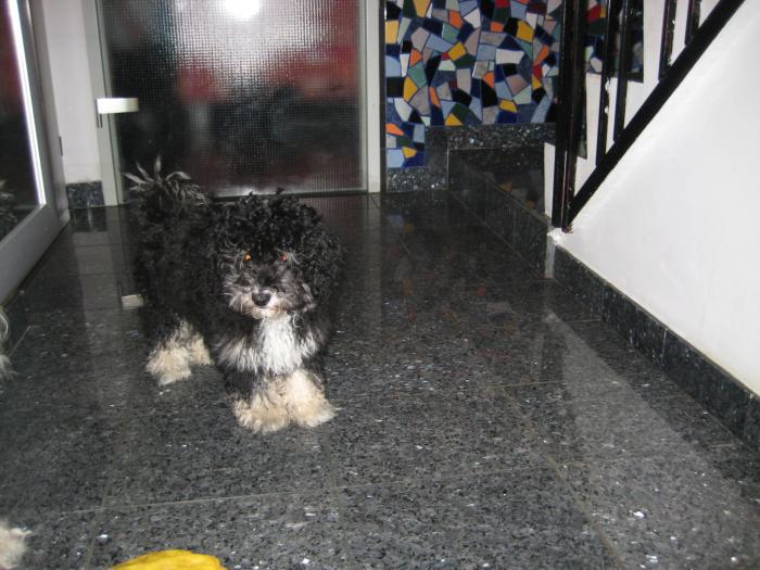 AMOR la 4 luni - Cateii