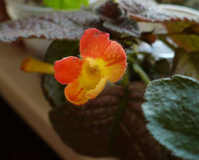 Fire Lizard - Episcia 2009 - 2010 - 2012 - 2014