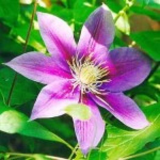 clematis- - flori