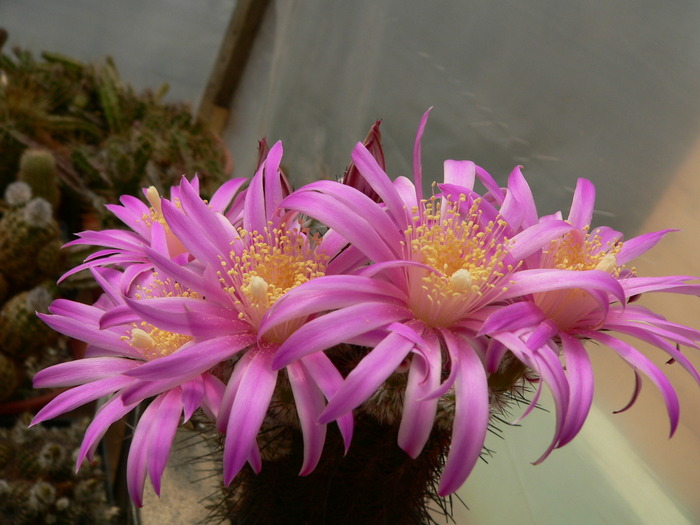 echinocereus_adustus_ssp.schwartzii_PG 192 - genul Echinocereus