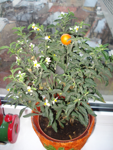 SOLANUM