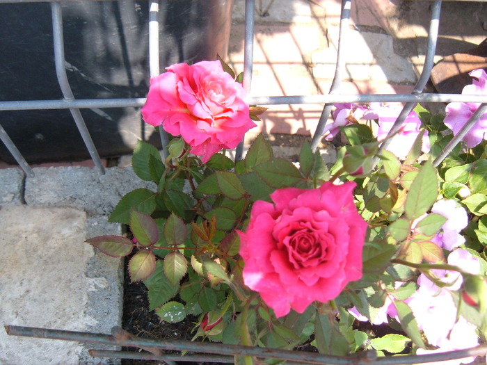 trandafir pitic roz