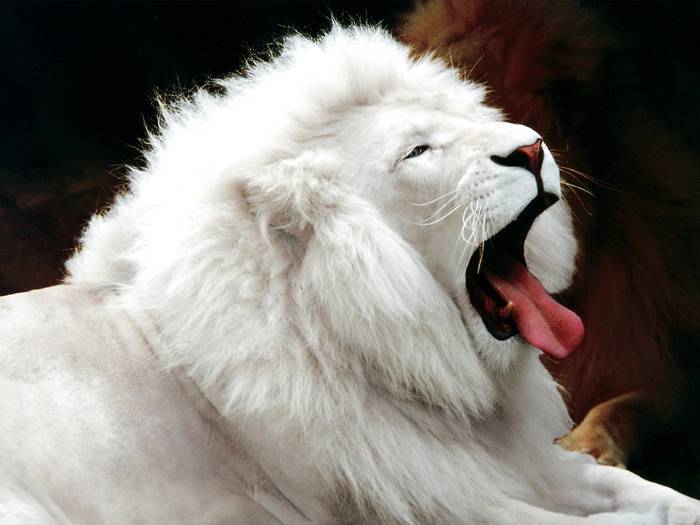 white lion - poze lei