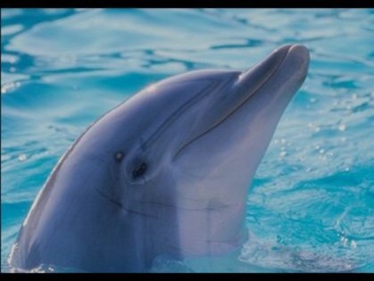 14 - poze cu delfini