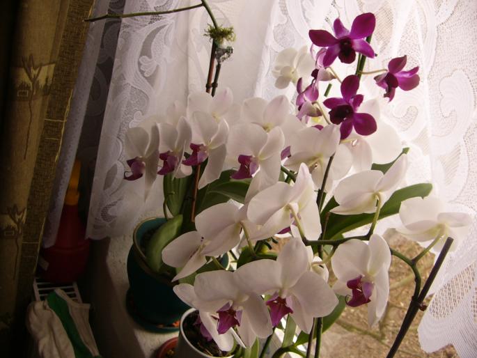 tinu-86 - orchidee