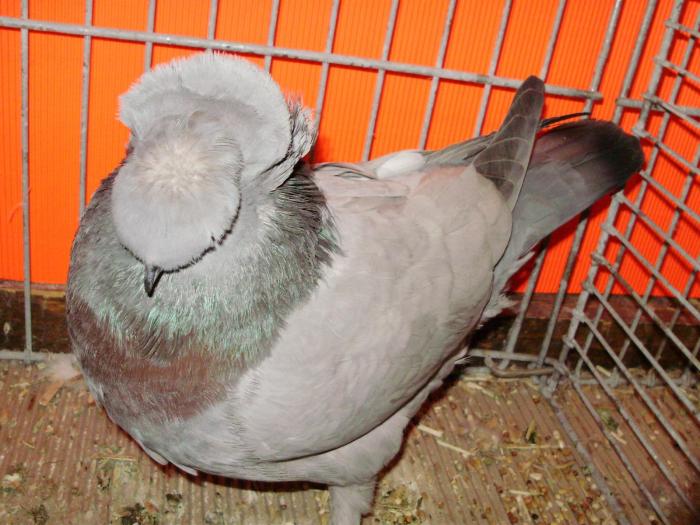 11727 tob franconian 1 - 1505 partea 5