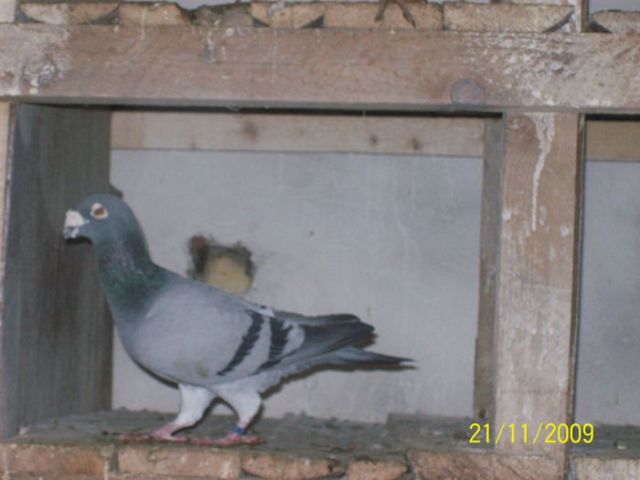 M 2006 - porumbei voiajori stil vechi