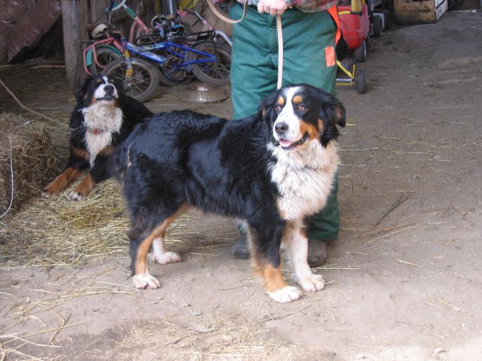 SHILA - Ciobanesc de berna- Berner Sennenhund