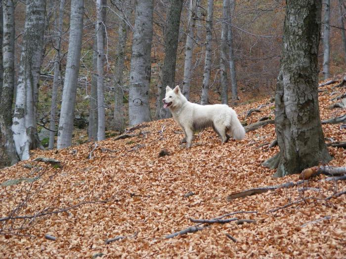 DSCF1735 - Sasa Samoyede