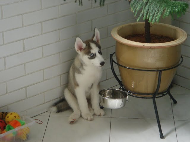 20070601-0001 - husky siberian