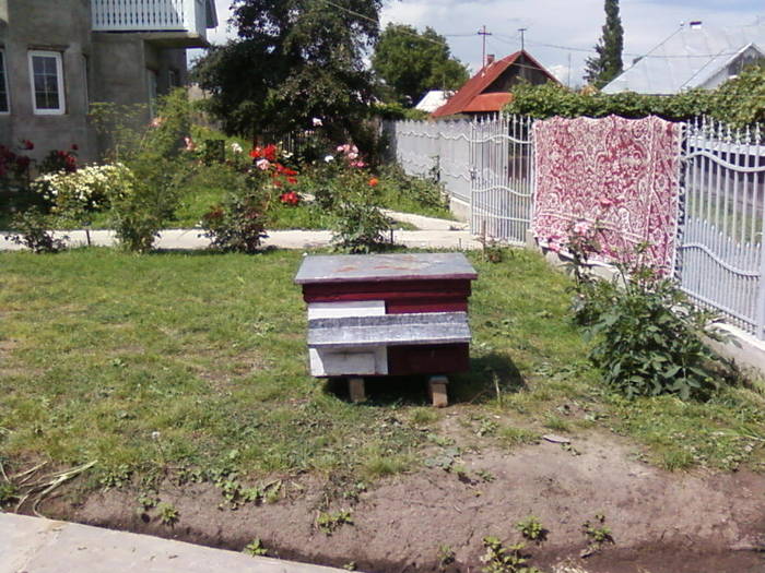 Fotografii-0003 - apicultura