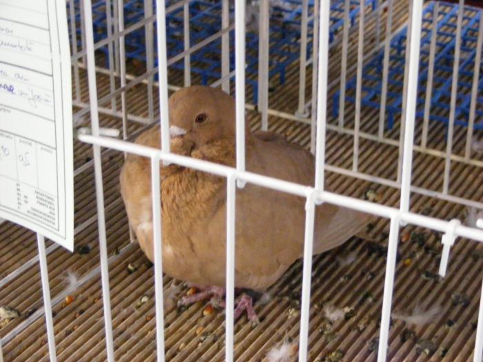 DSCF5656 - expozitia nationala de ornament decembrie  2008