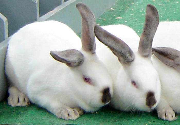 californian - rase de iepuri