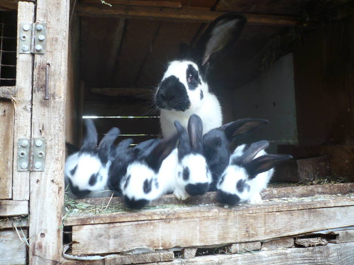 poze iepuri 2504 511 - femele cu pui din 1-10 iunie actuali