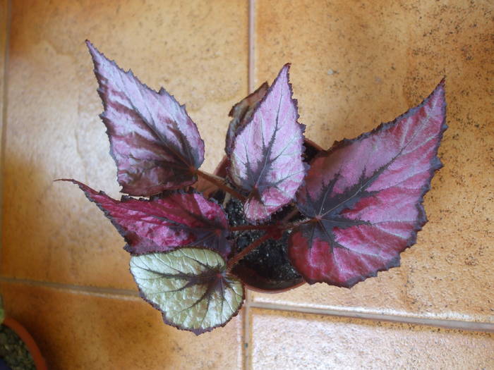 begonia Menuet - Flori