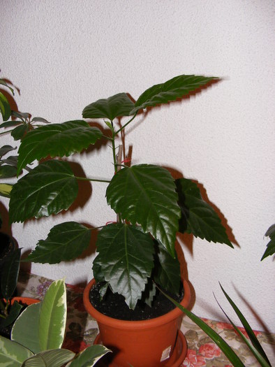 HIBISCUS